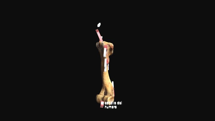 Humero del equino 3D Model