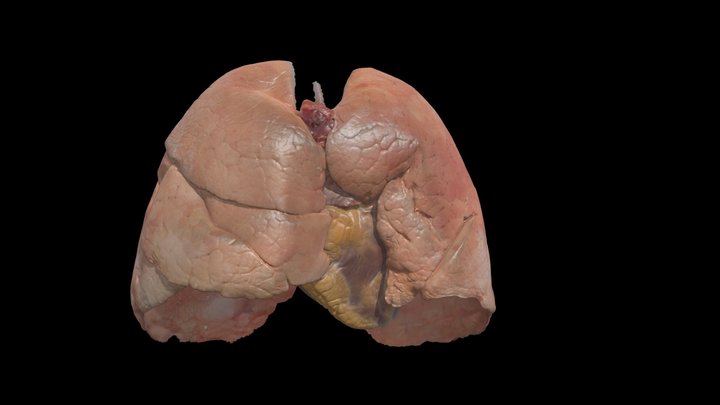 Fresh Heart/Lung Bloc Semi-inflated 3D Model