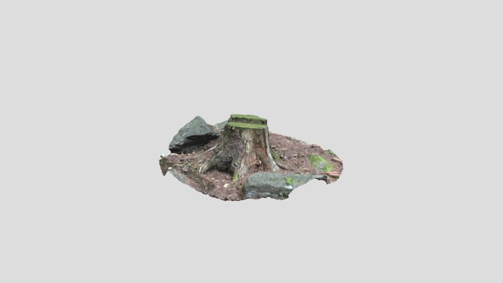 Weathered Tree Trunk in Autumn Woods 3D Model
