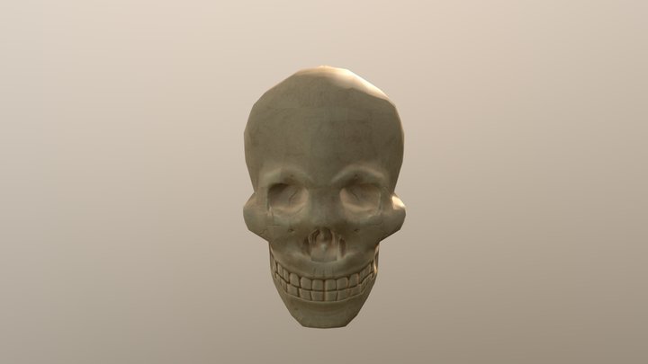 Skull 3D Model