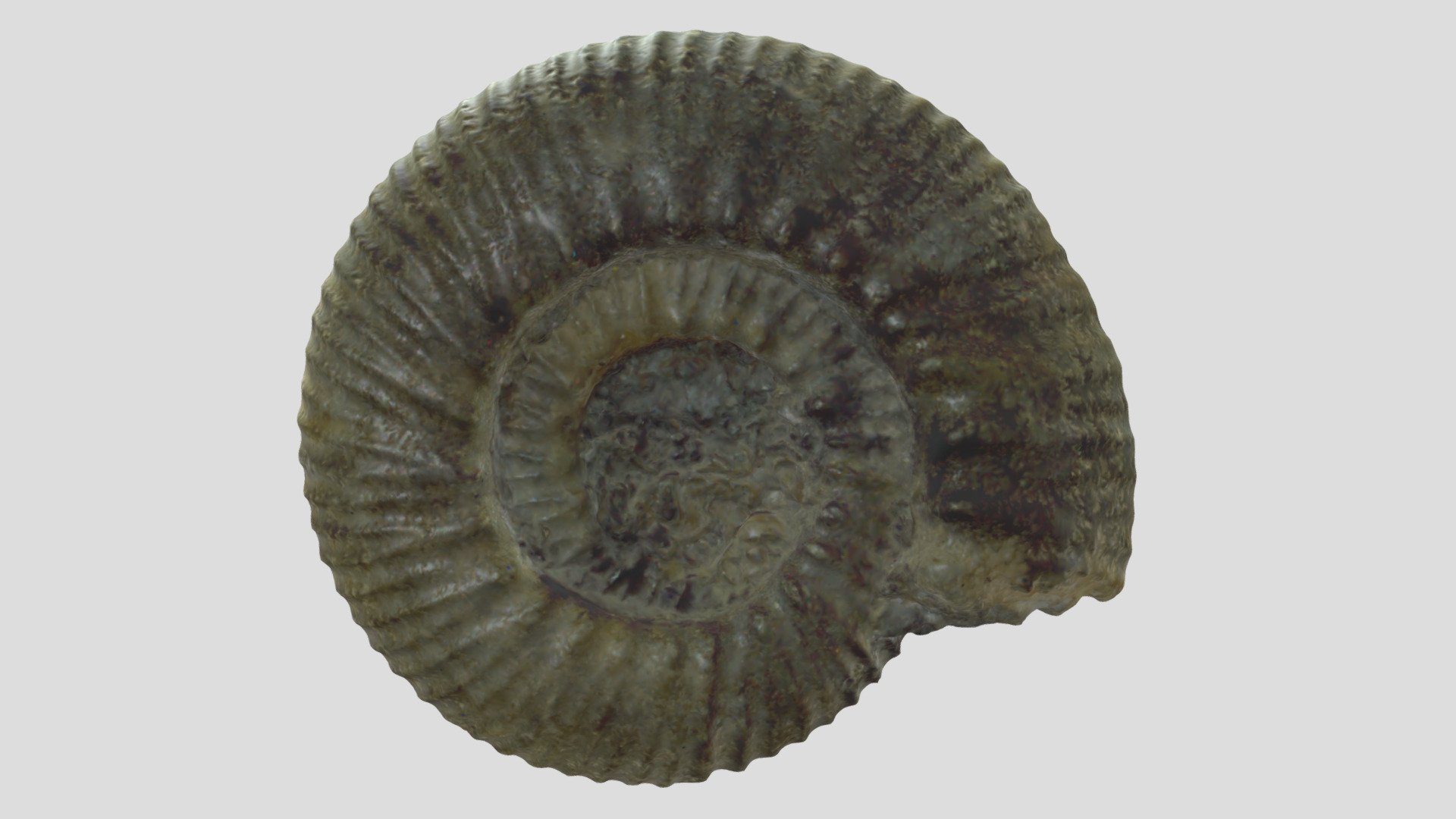 Aulacostephanus autissiodorensis