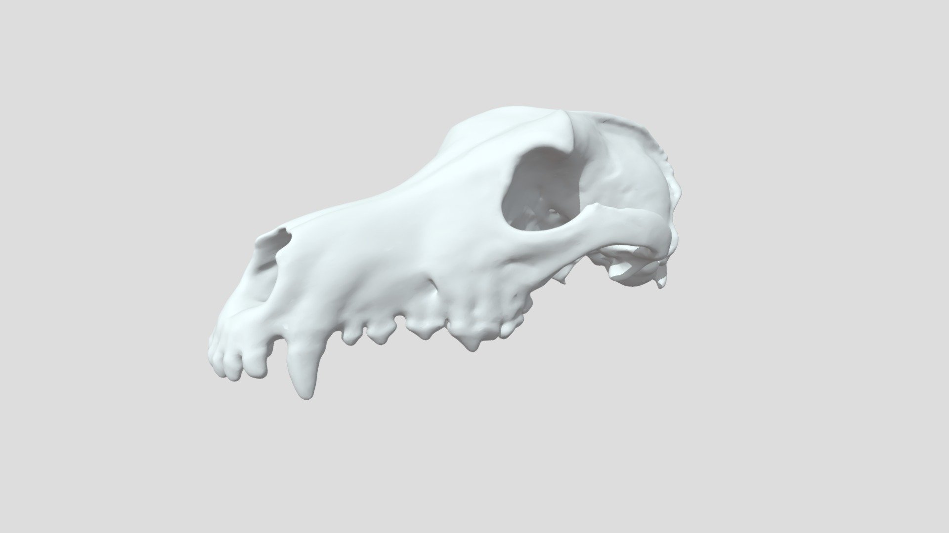 Afghane Dog Head