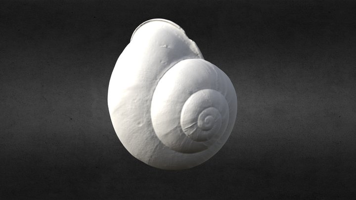 3D Scanned Mini Spiral Seashell (3D Printable) 3D Model