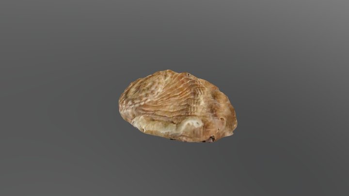 Staircase abalone shell 3D Model