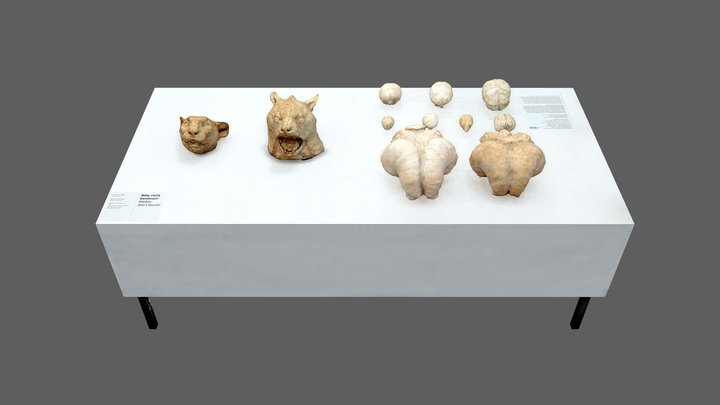 Head of a Wolf, a Panther & Brain Cases... 3D Model