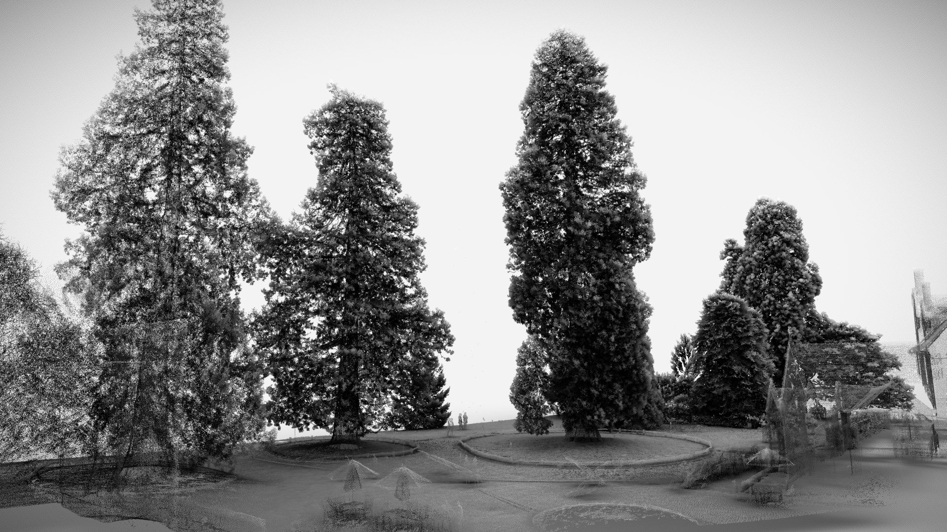 Giant redwoods of Wakehurst Place