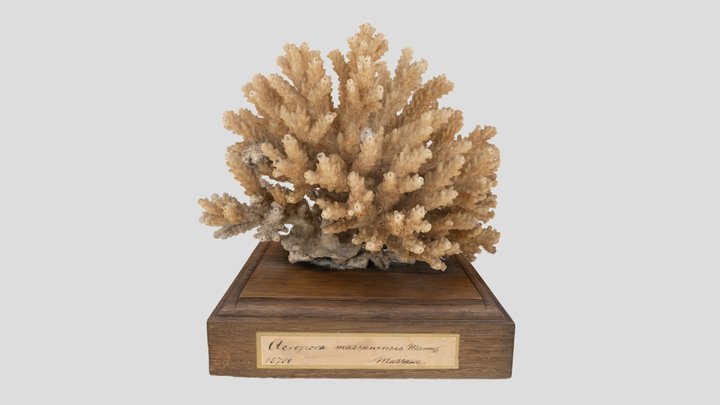 Anacropora Coral (NHMW-ZOO-EV-0014225) 3D Model