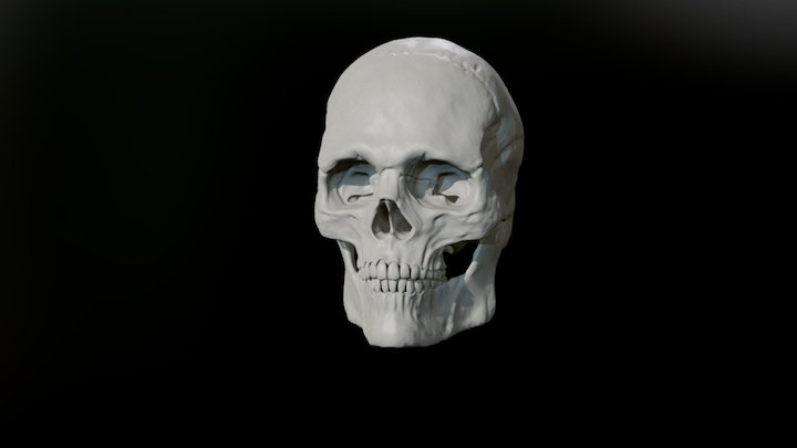 Anatomy Study - Skull 3D Model