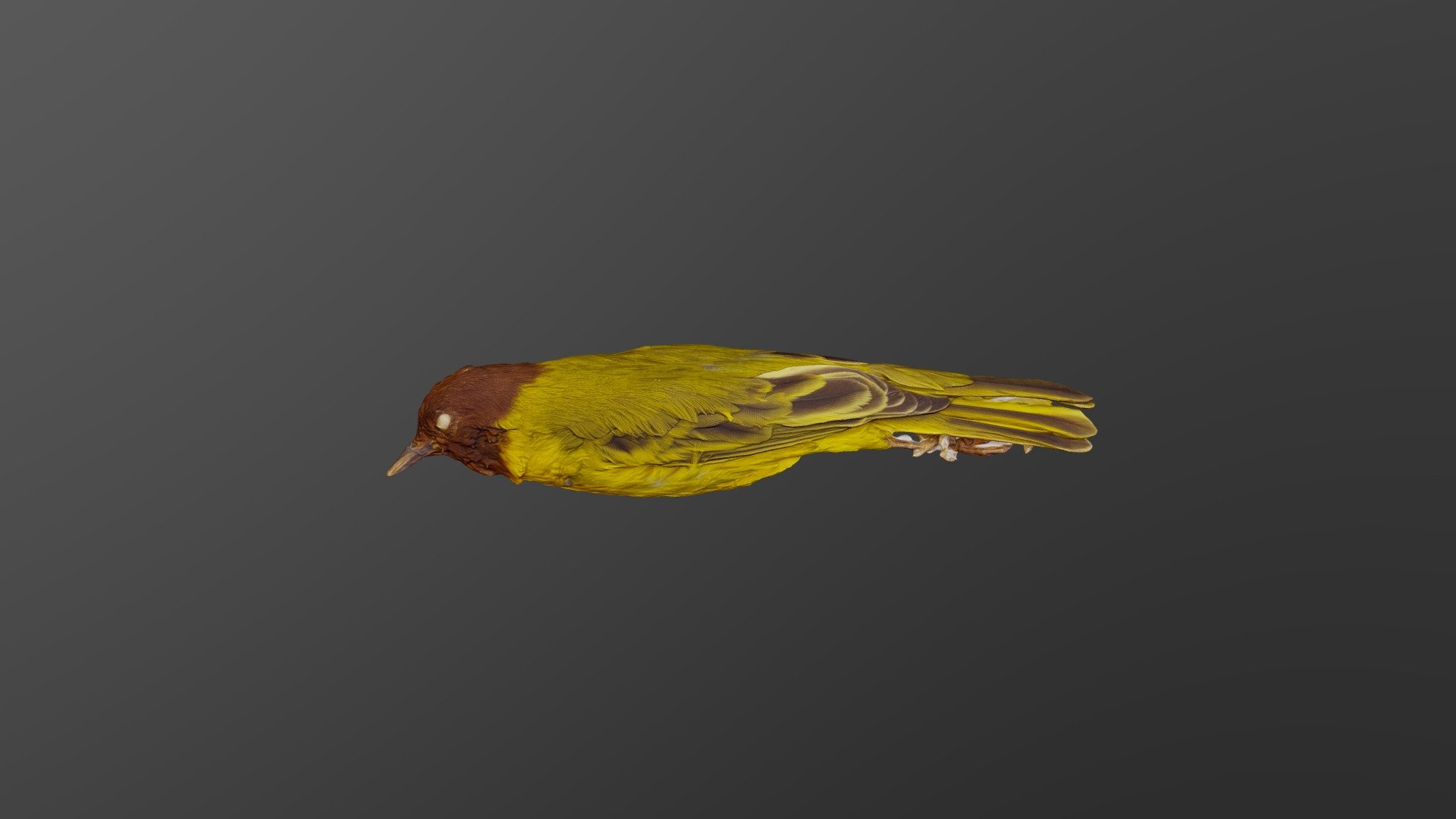 Yellow Warbler - Setophaga petechia xanthoptera