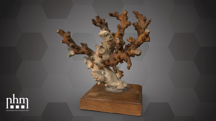 Stony cup coral (NHMW-ZOO-EV-0015673) – Gratis 3D-model STL