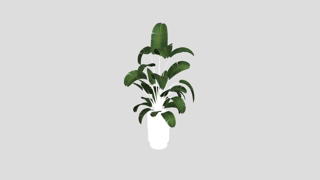 Sj Strelitzia Lux Pot 02