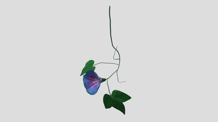 Morning Glory 3D Model