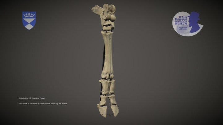 Skeletal ox foot – Kostenloses 3D-Modell STL