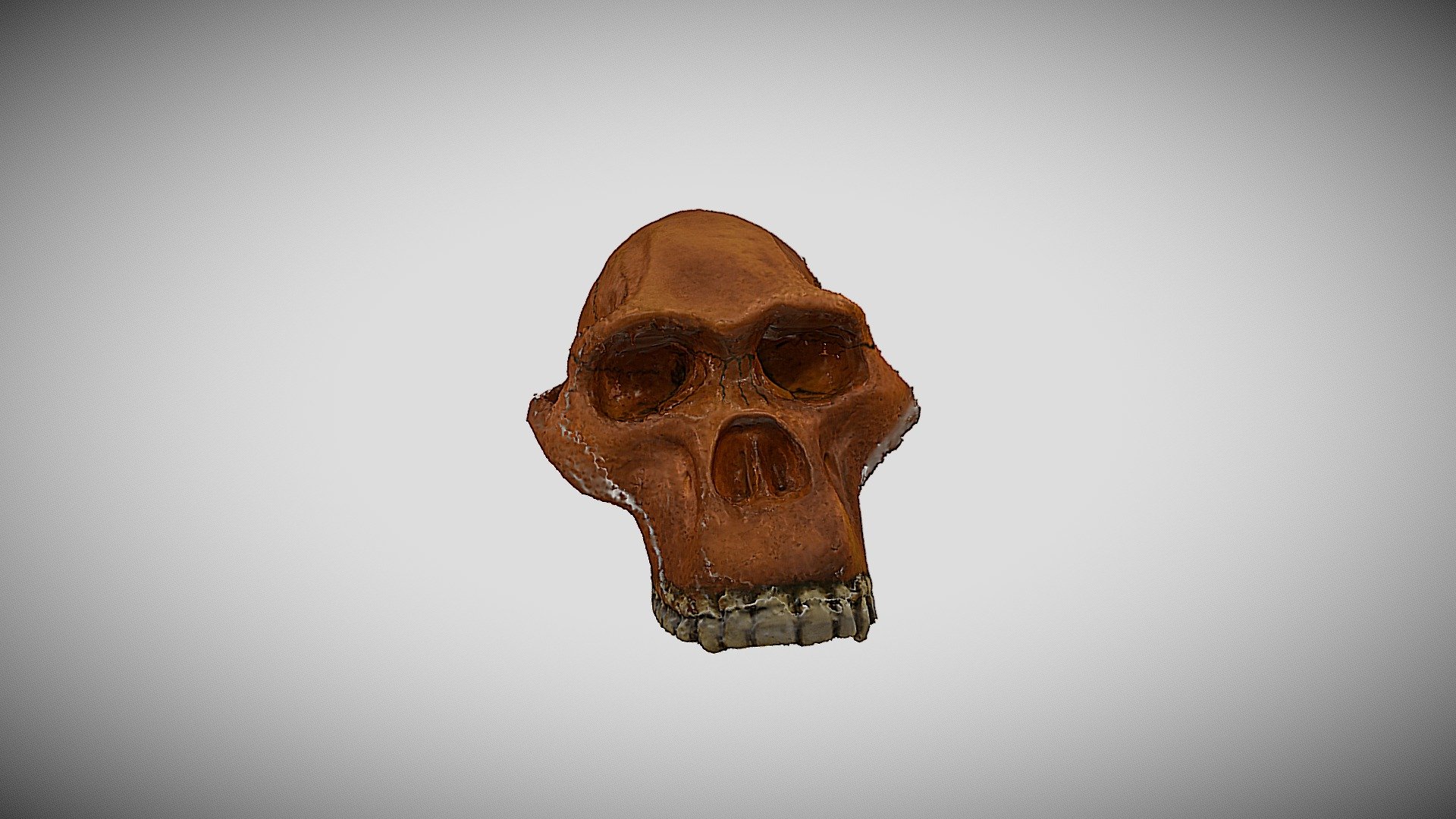 Skull B