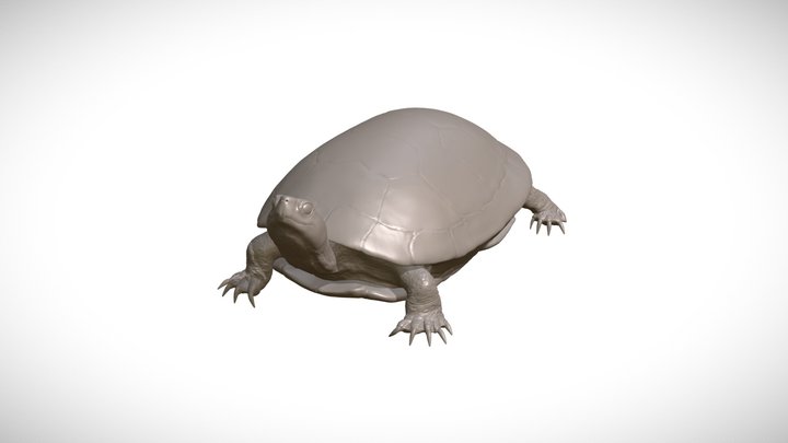 Painted Turtle 3D Model