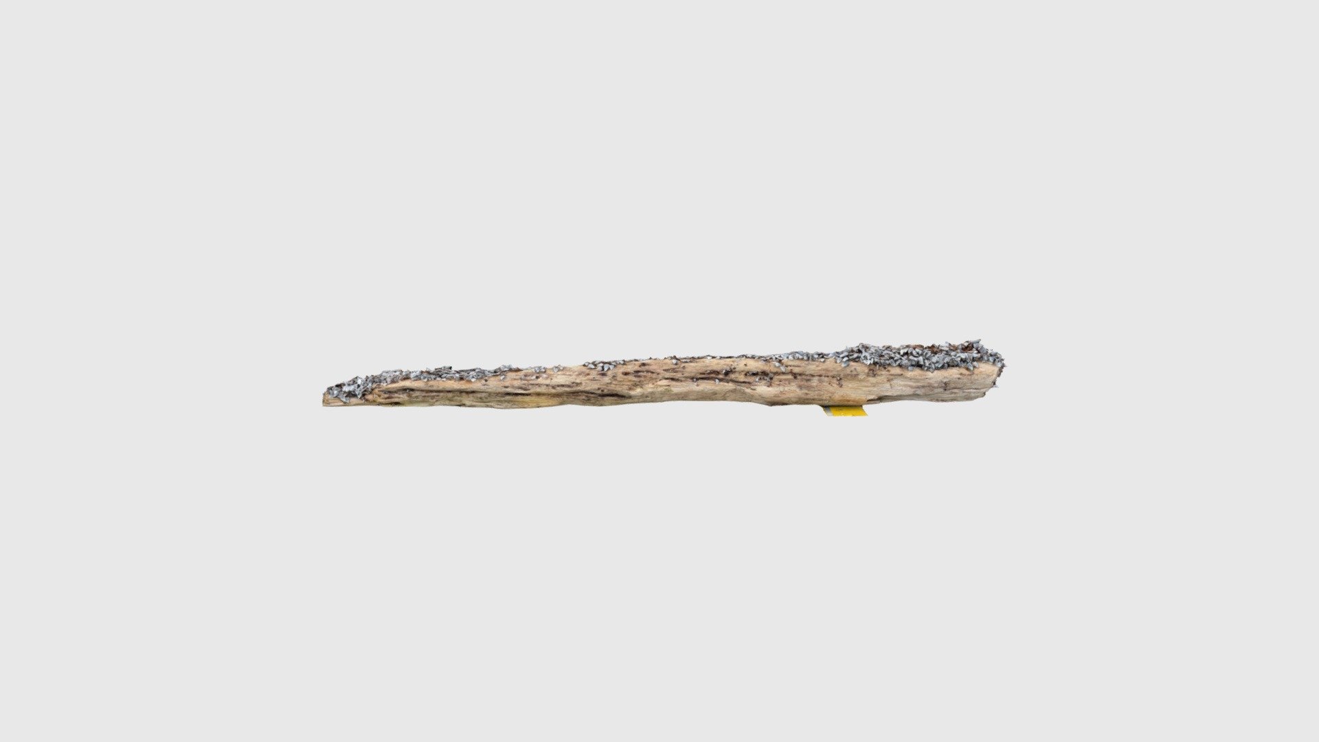 Goosebarnacles log