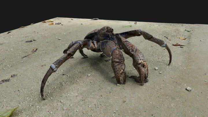 Coconut Crab Birgus latro