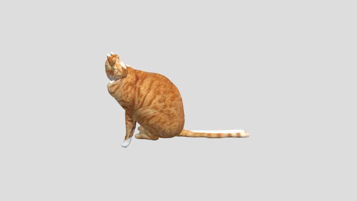 504班-02號-陳泓光-阿嬤養的貓 3D Model