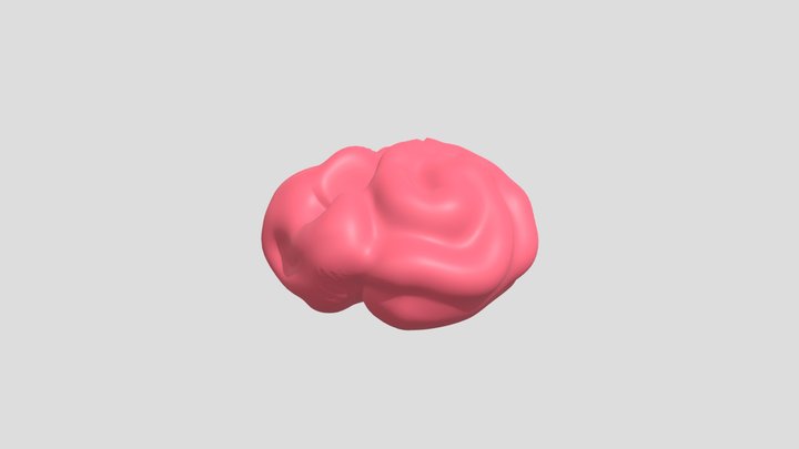 Brain 3D Model