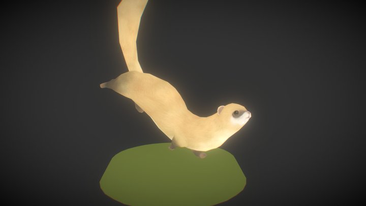 Ferret 3D Model