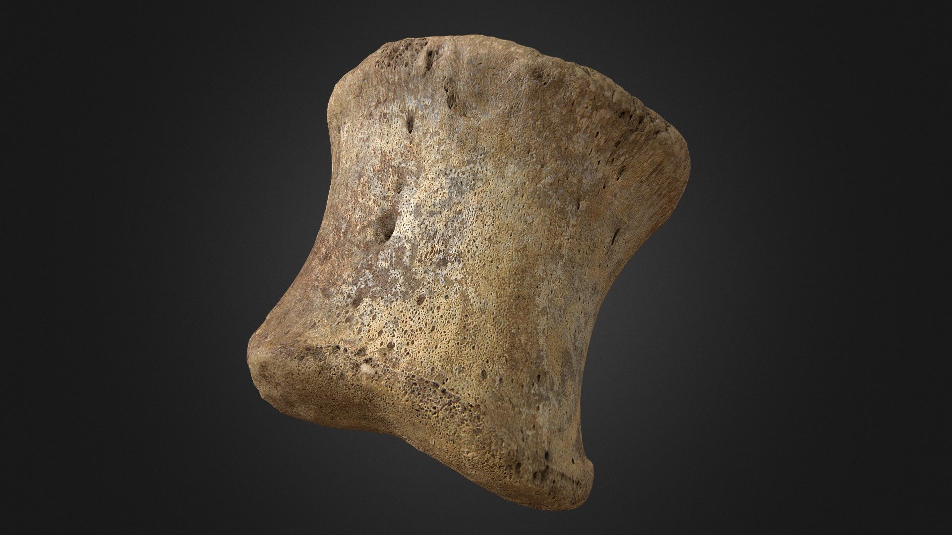 hadrosaur toe bone