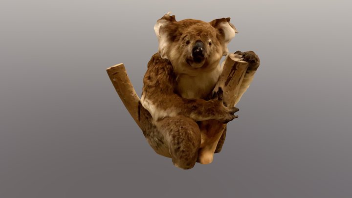 Koala 3D Model