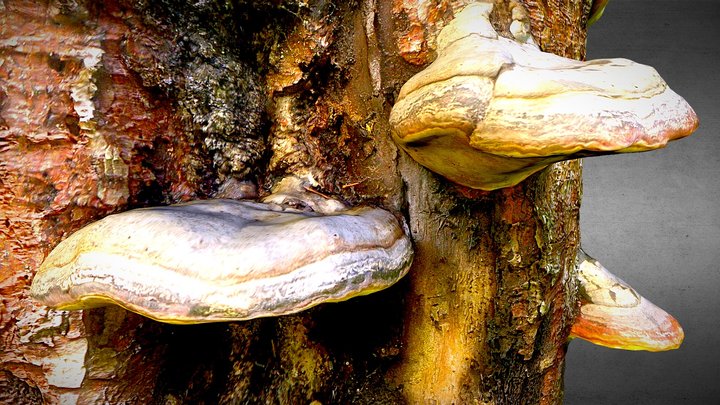 Fomitopsis pinicola – Free 3D Model STL
