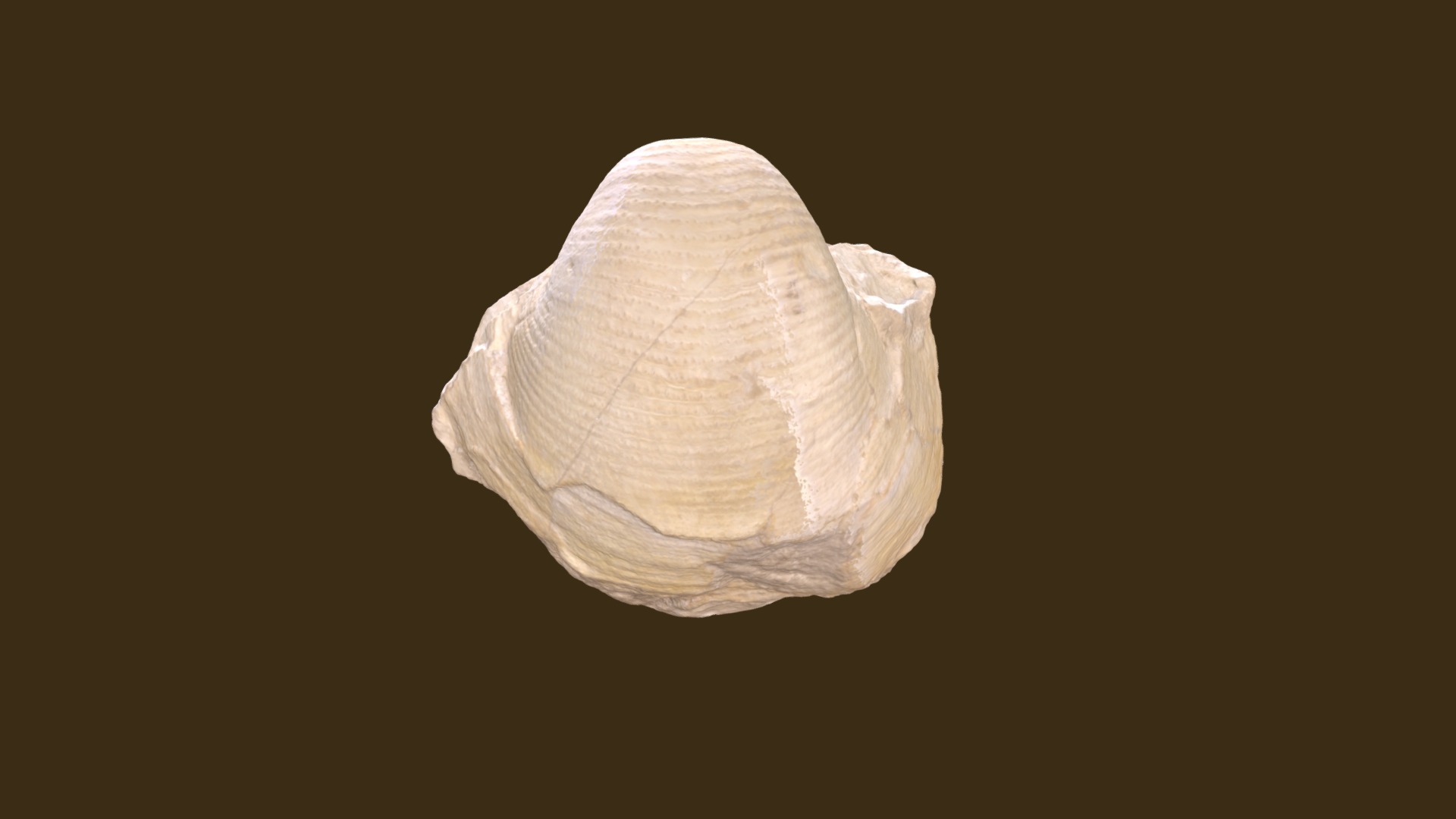 3D model Echinoconchus semipunctatos - This is a 3D model of the Echinoconchus semipunctatos. The 3D model is about a white shell on a black background.