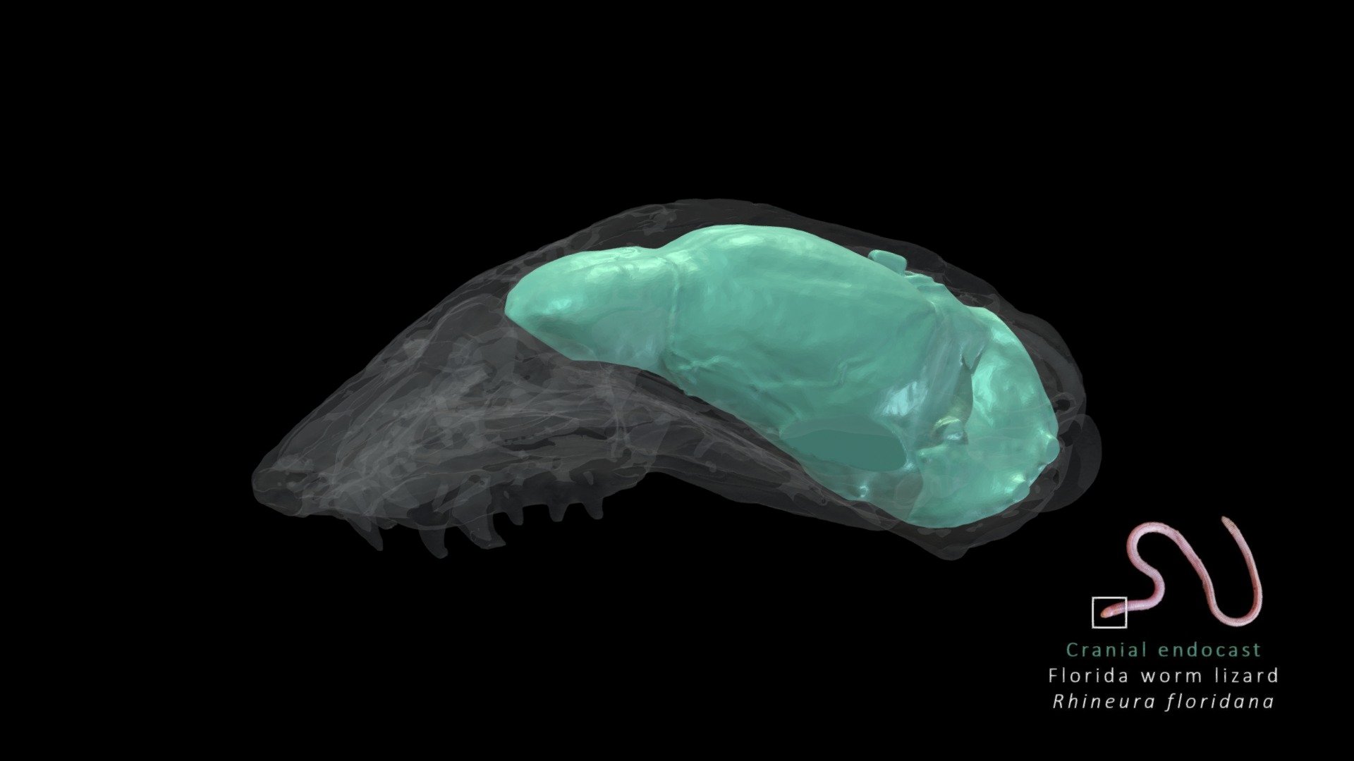 Florida Worm Lizard Brain Endocast - 3D model by Blackburn Lab ...