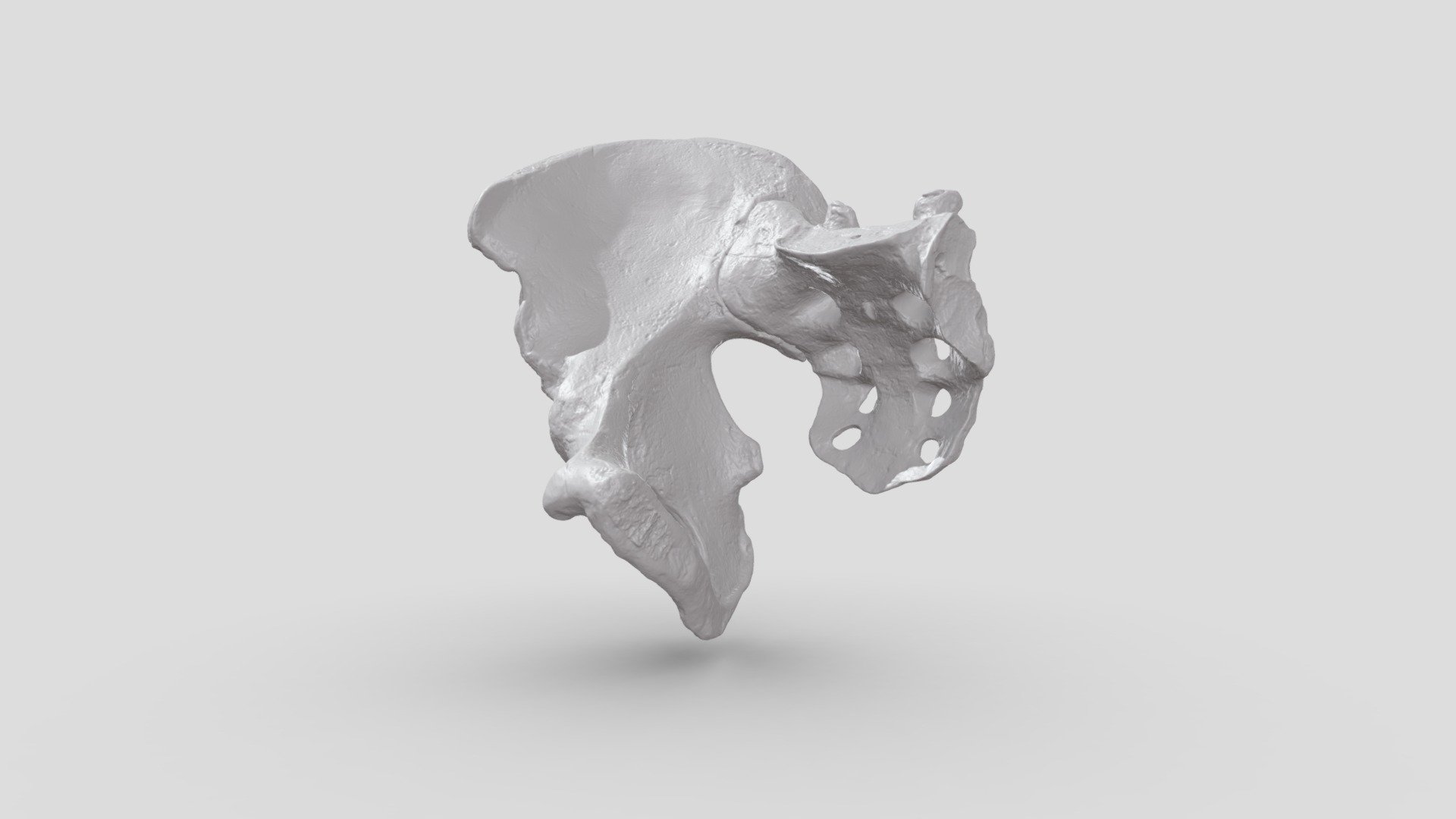 Hip Bone Artec Space Spider 3d Scan Download Free 3d Model By Gomeasure3d B6e65b4 Sketchfab 3388