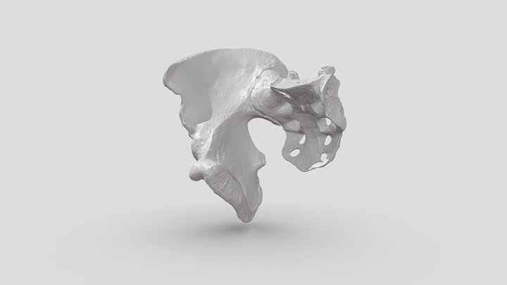 Hip Bone - Artec Space Spider 3D Scan – Modèle 3D gratuit STL