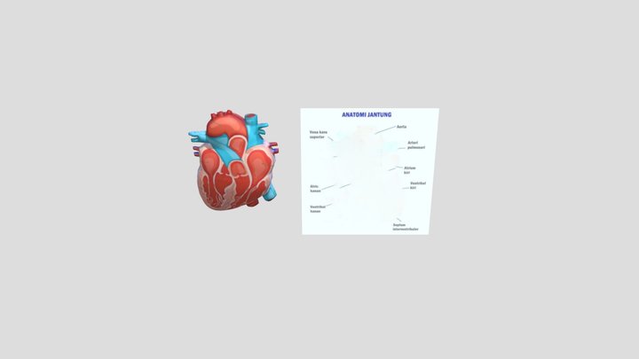 Jantung Manusia 3D Model