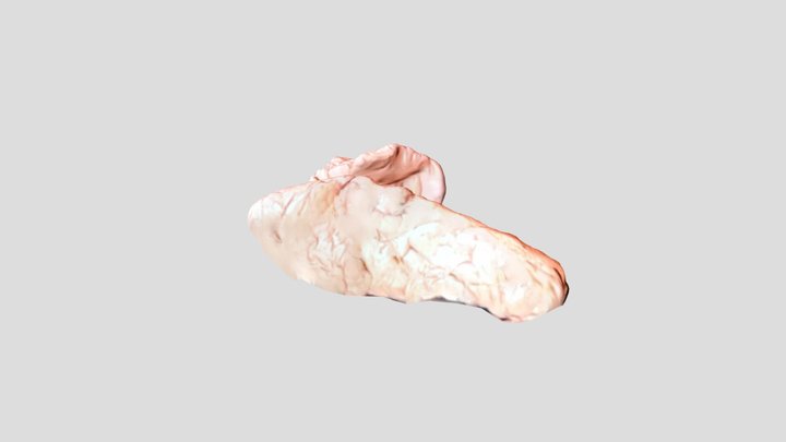cc 3D Model