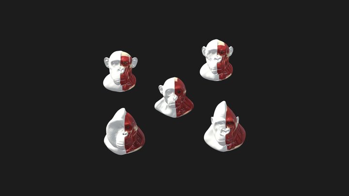 Labeled Ape Head & Neck Reconstructions 3D Model