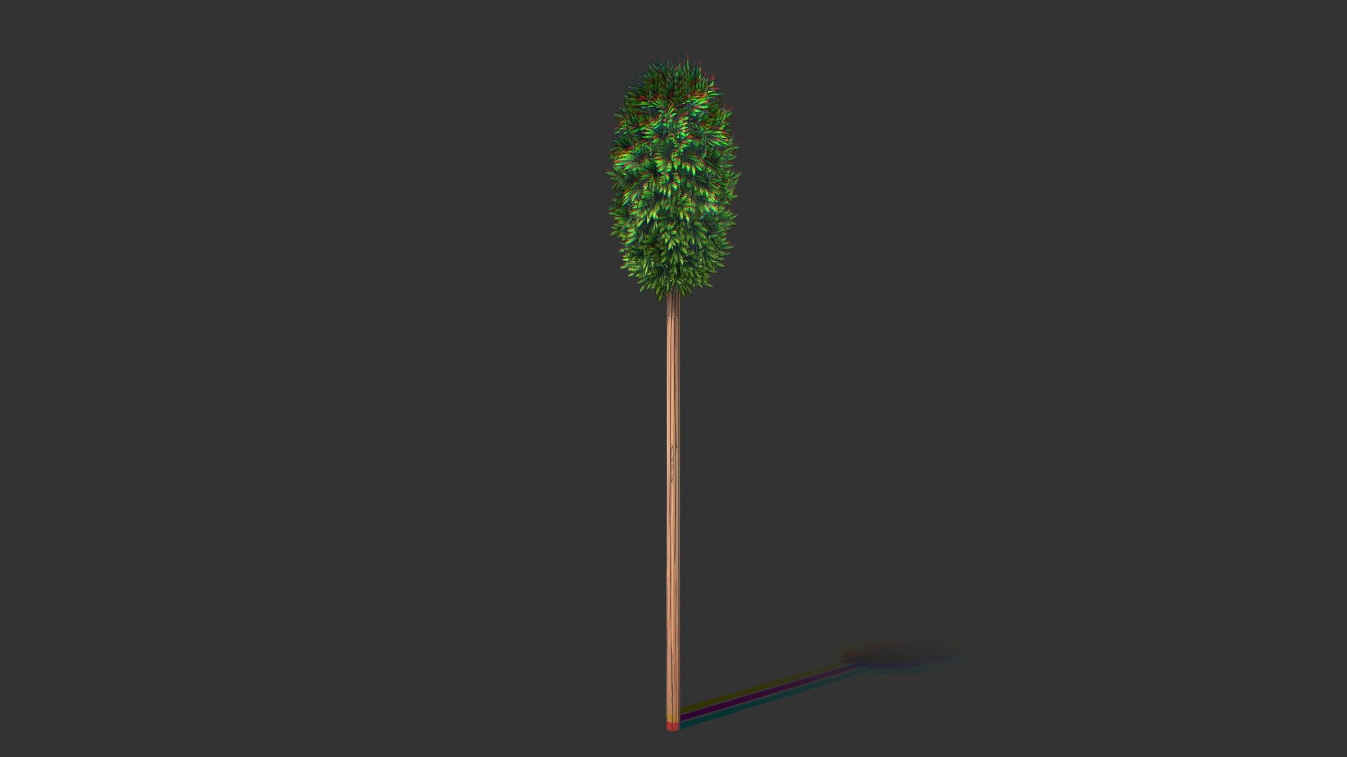 eucalipto2