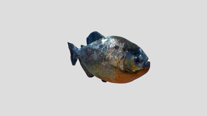 Fish_3Dmodel 3D Model