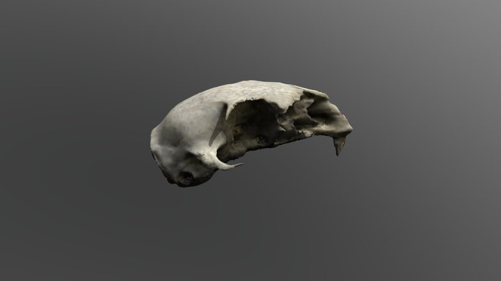 Skull F2 (1) 3D Model