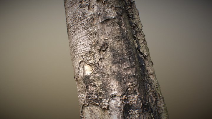 RealityScan - Tree Bark 3D Model