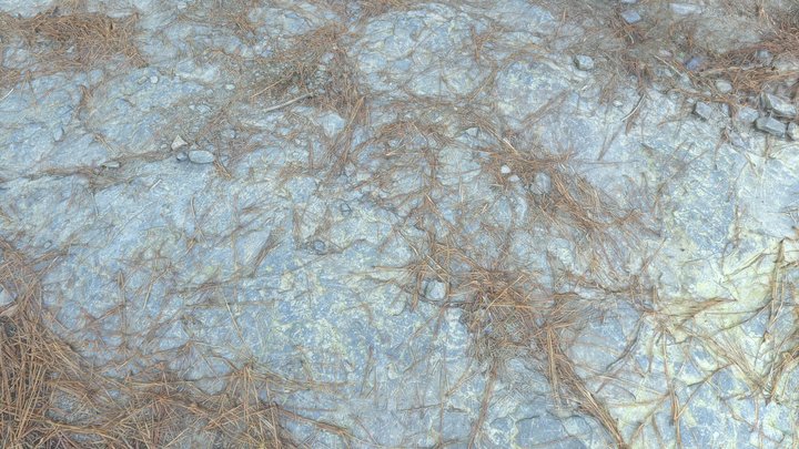 Rock, pine needle and polen