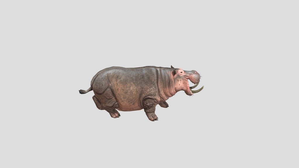 Hippopotamus