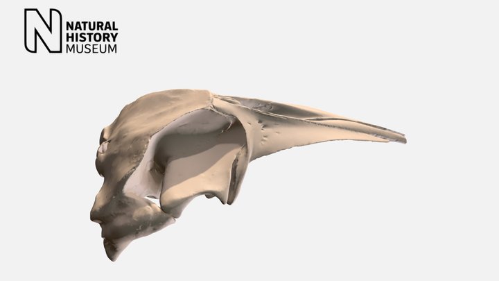 Minke-whale 3D models - Sketchfab