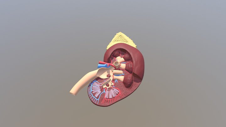 Kidney / Почка 3D Model