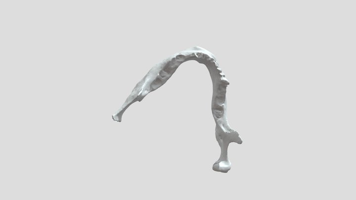 Mandíbula 5 3D Model