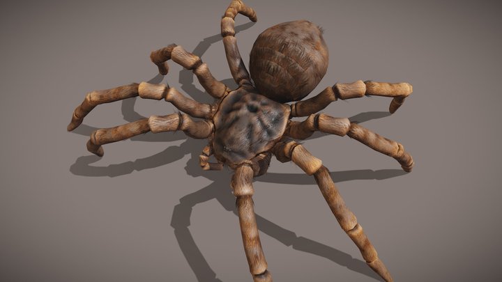 Furry Spider 3D Model