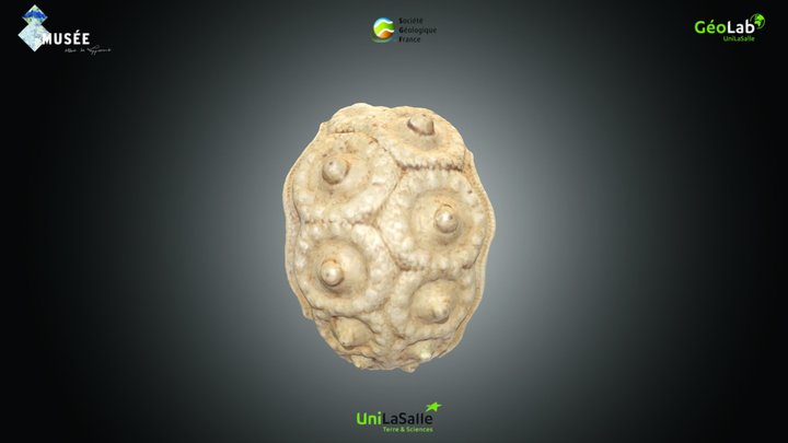 Echinide - Stereocidaris forchhammeri – Kostenloses 3D-Modell STL