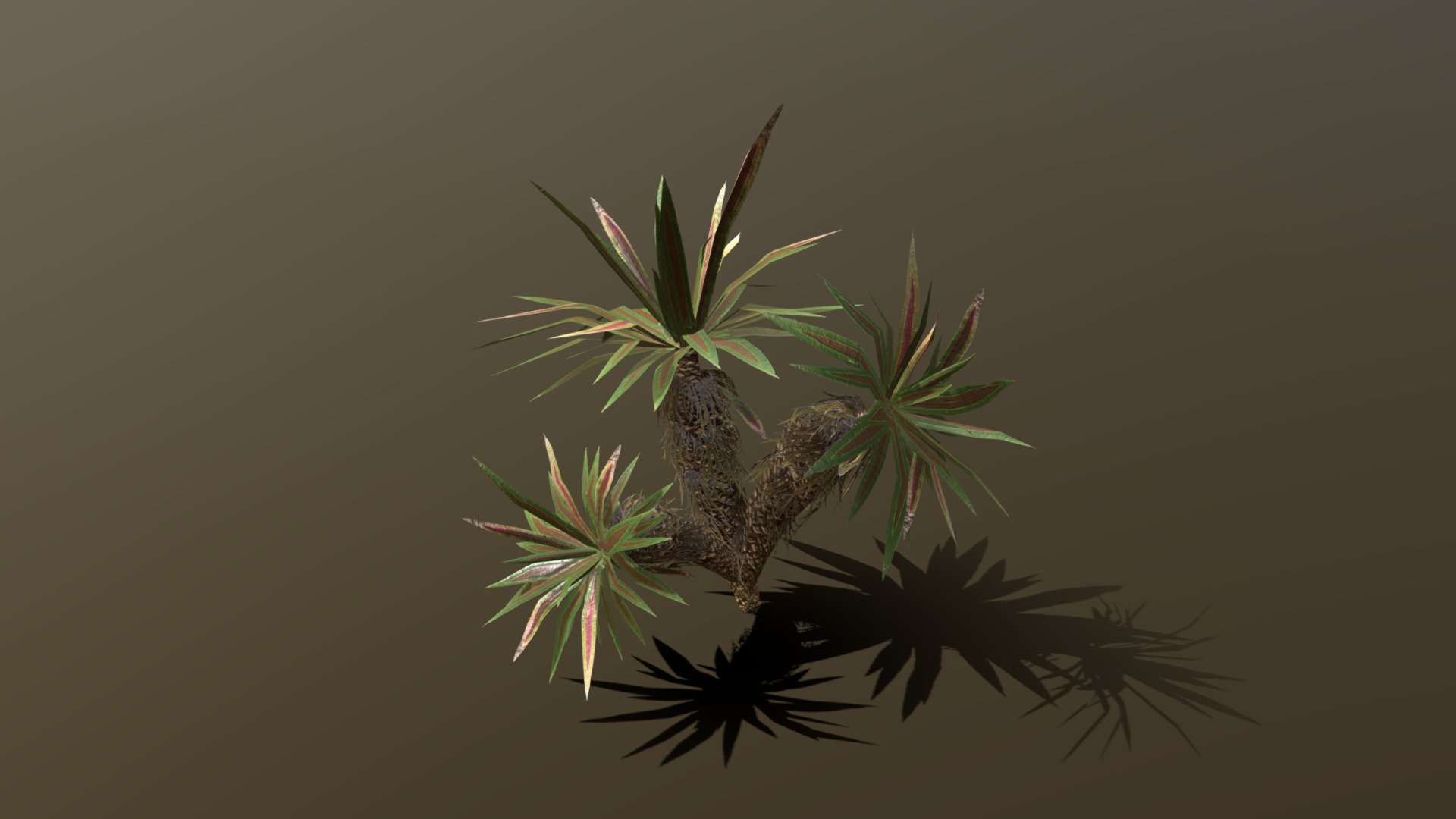 Tropical Plant