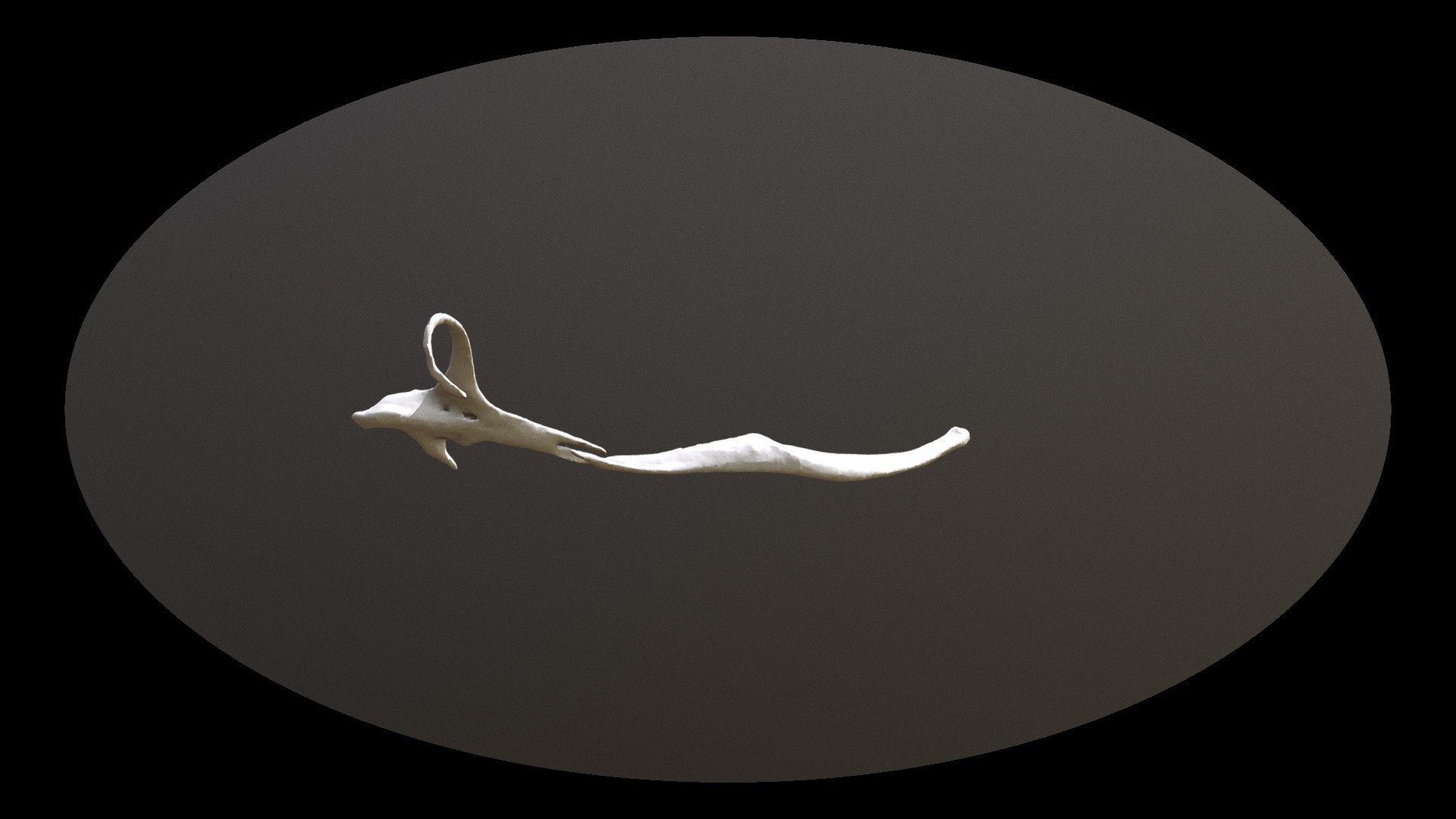 SNAKE SKULL:RIGHT PTERYGOID+RIGHT PALATINE
