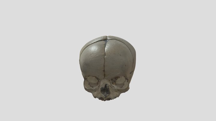Schädel (fetal) 3D Model