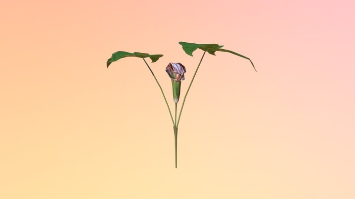 Jack in the Pulpit (Arisaema triphyllum) 3D Model