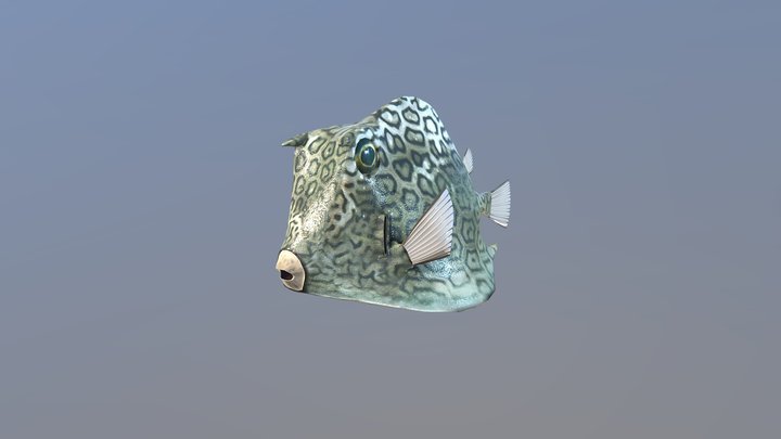 Boxfish 3D Model